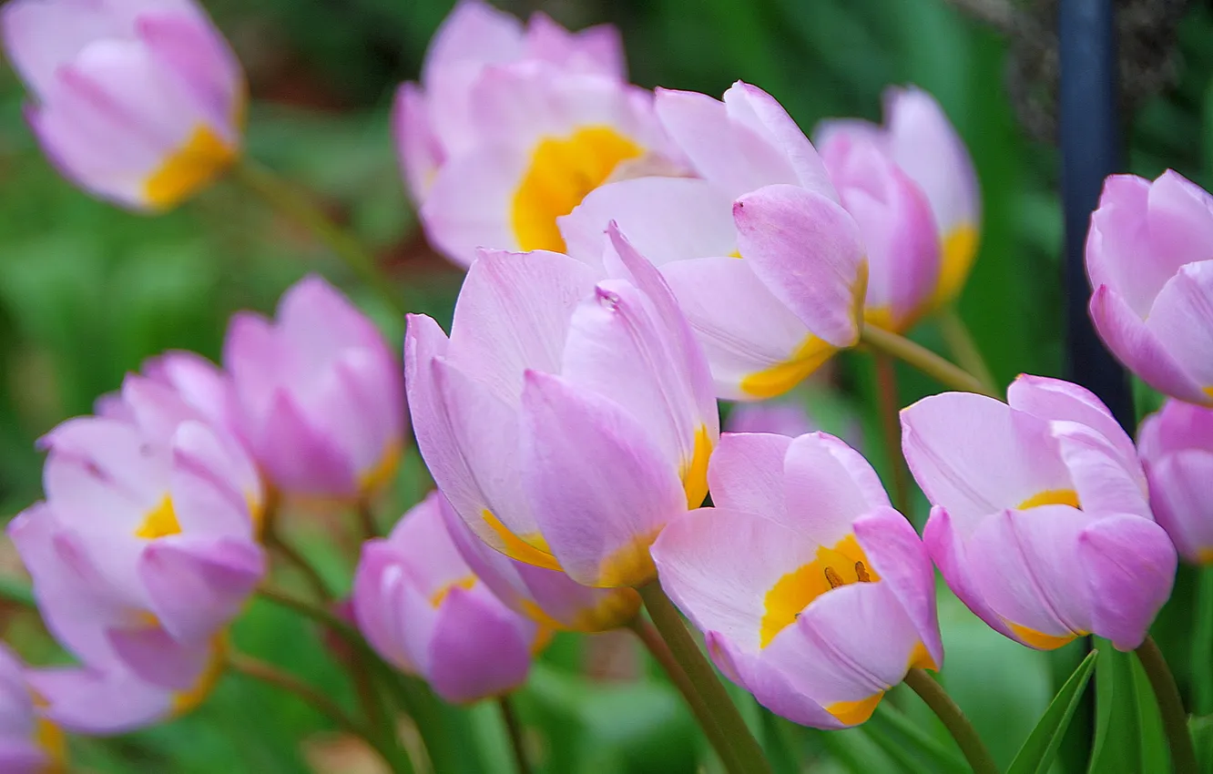 Photo wallpaper flowers, spring, garden, tulips, pink, flowerbed, bokeh