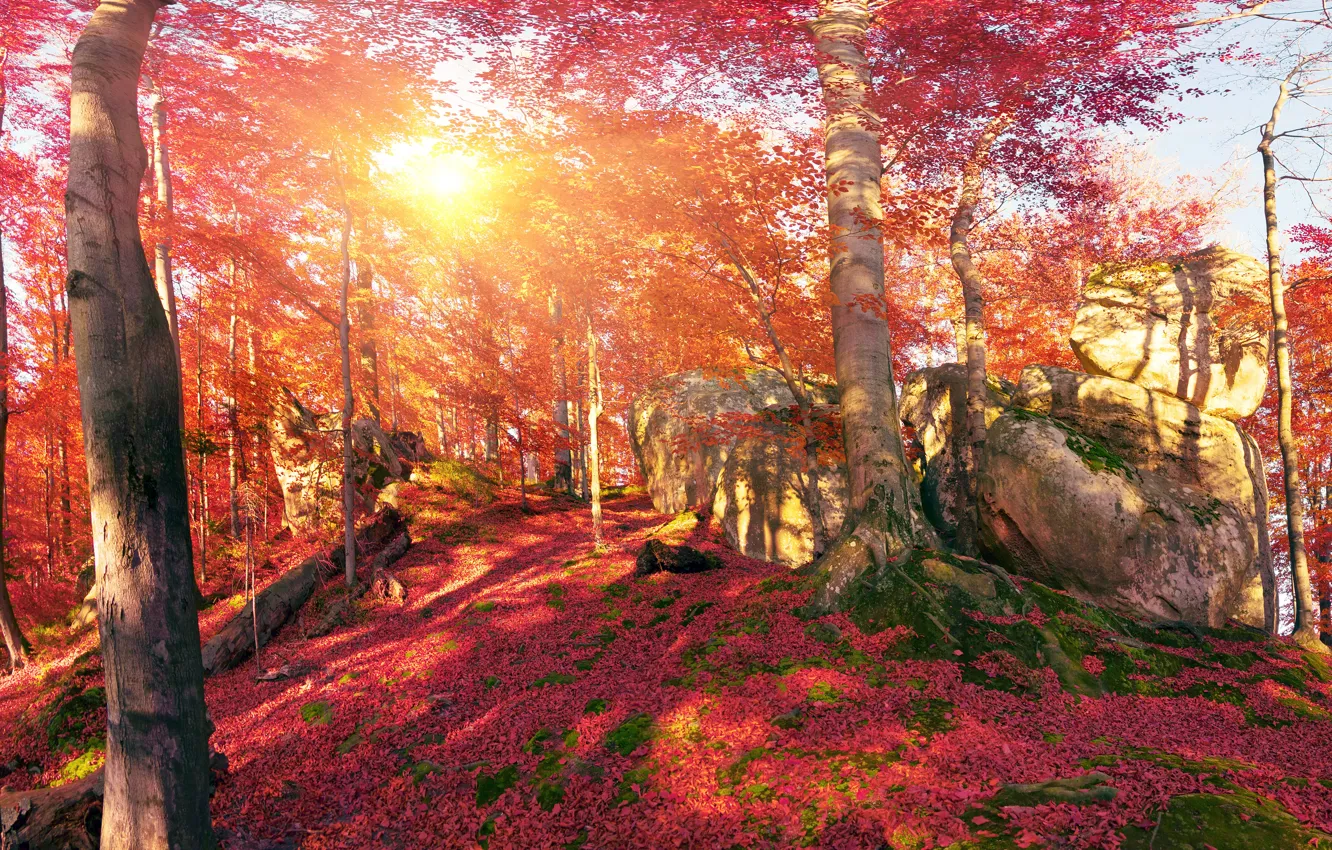 Photo wallpaper autumn, forest, leaves, the sun, trees, mountains, stones, moss