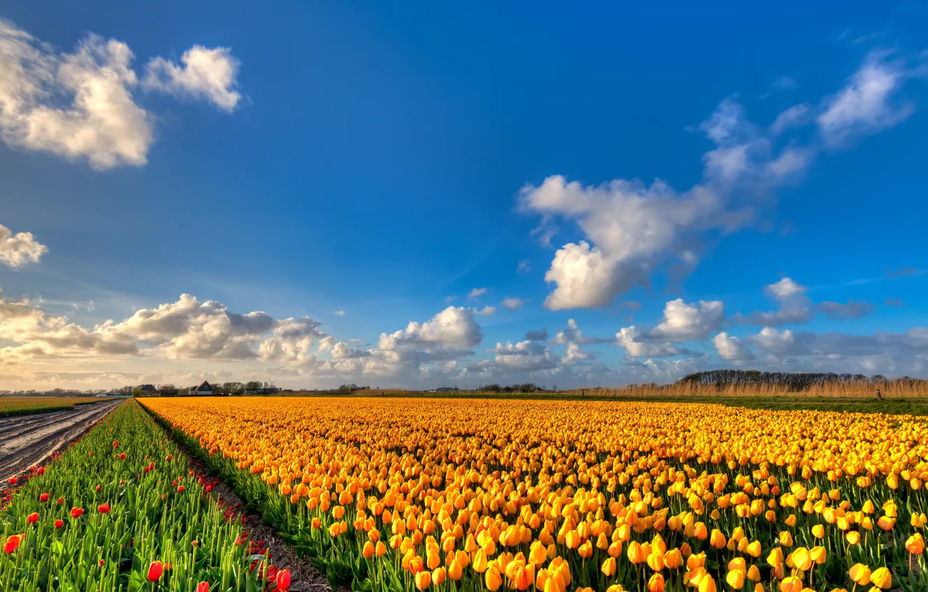 Photo wallpaper field, clouds, flowers, nature, blue, beauty, positive, spring