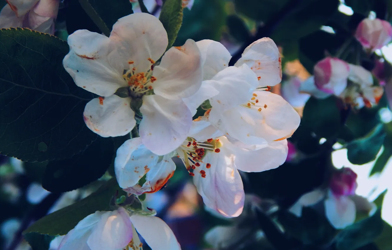 Photo wallpaper macro, spring, flowers, Apple
