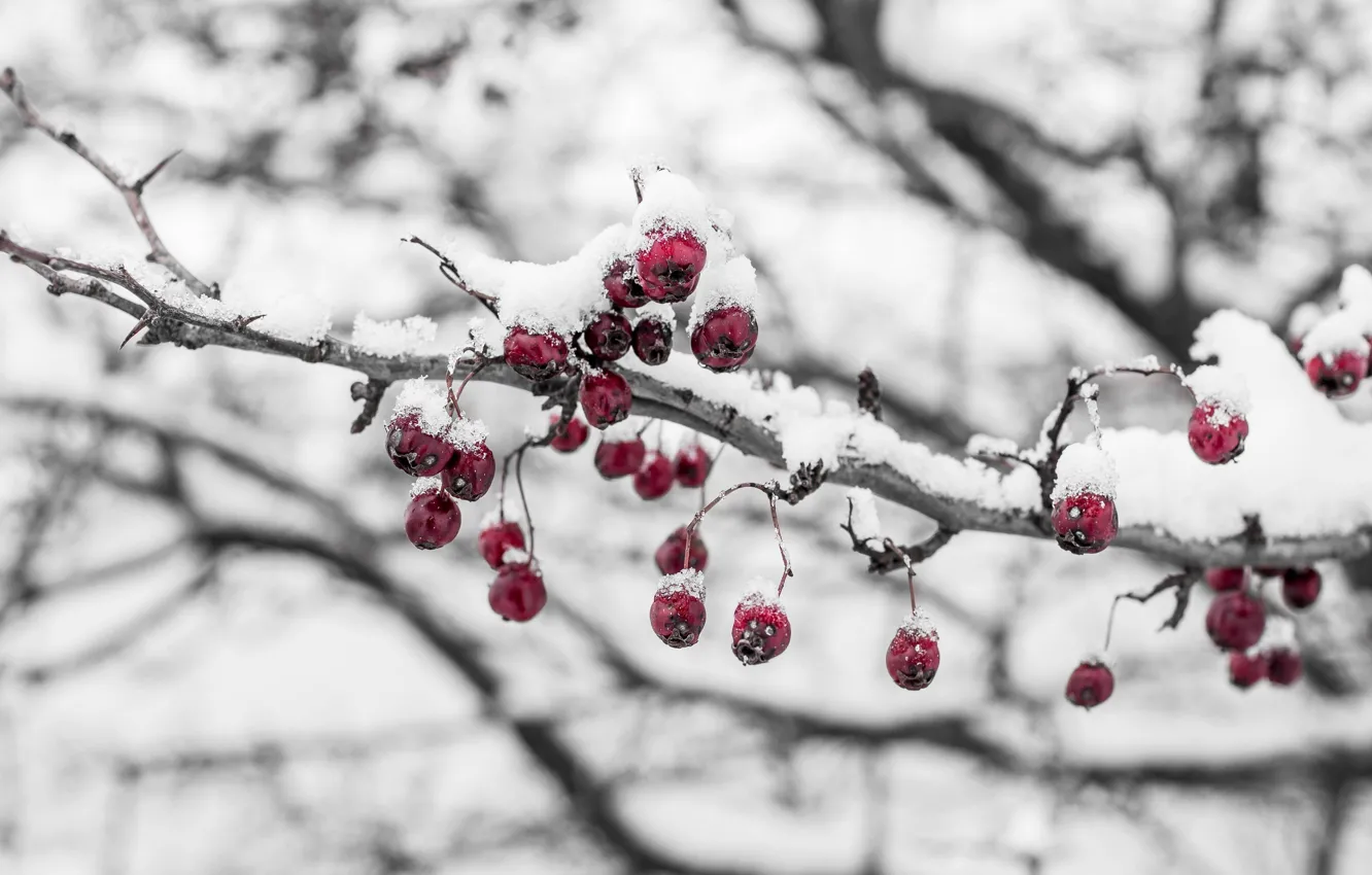 Photo wallpaper cold, ice, winter, macro, snow, berries, branch