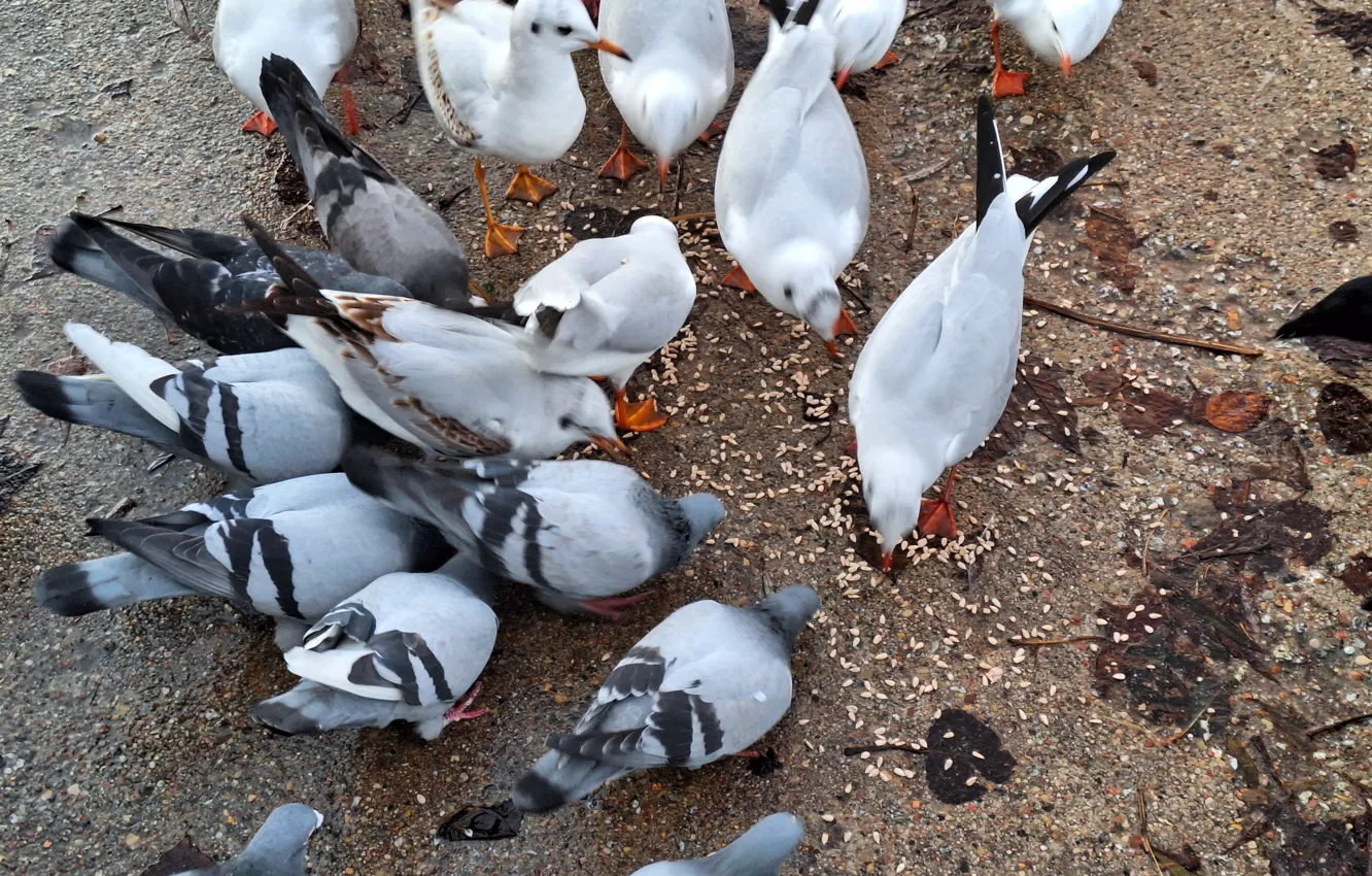 Photo wallpaper Gulls, Pigeons, grains