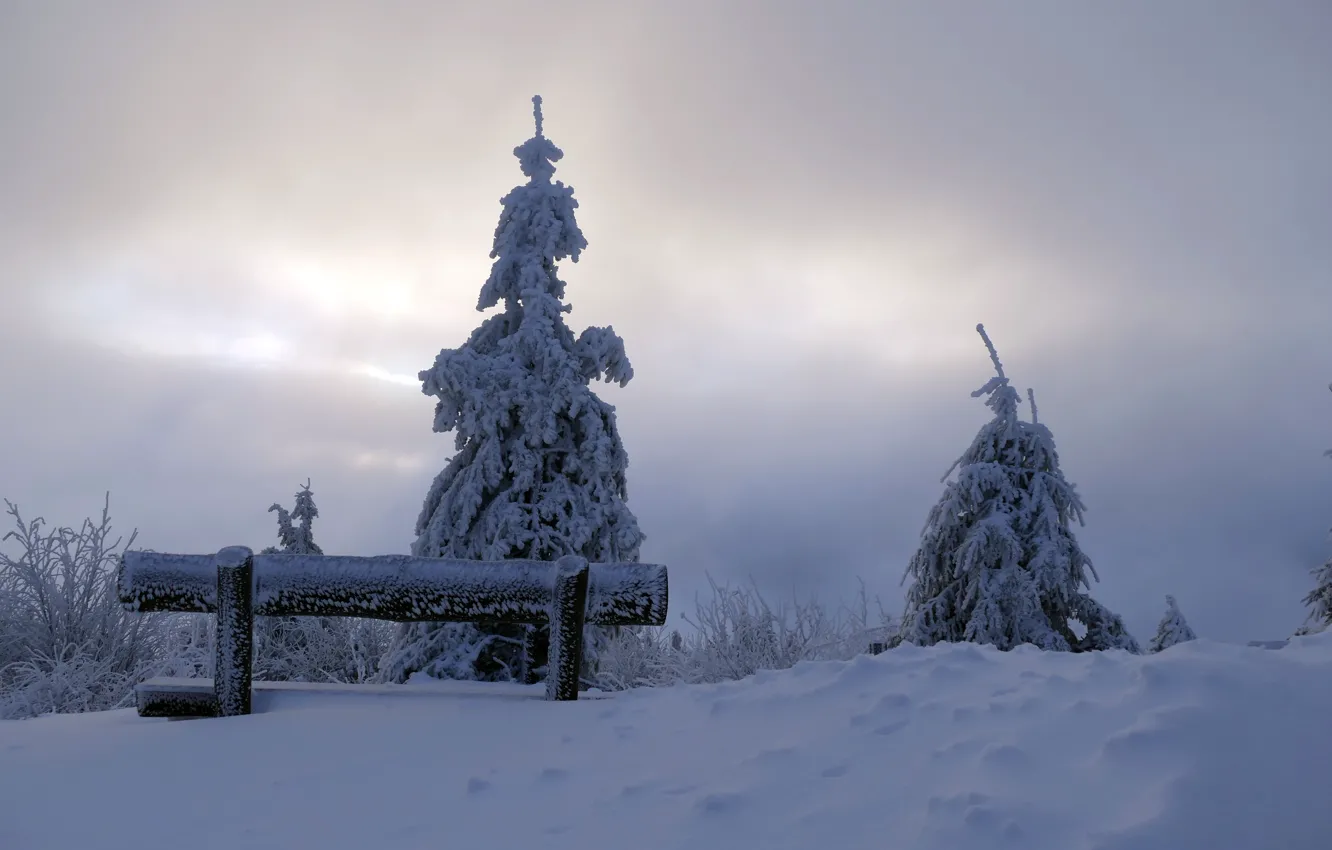 Photo wallpaper winter, snow, trees, morning, bench