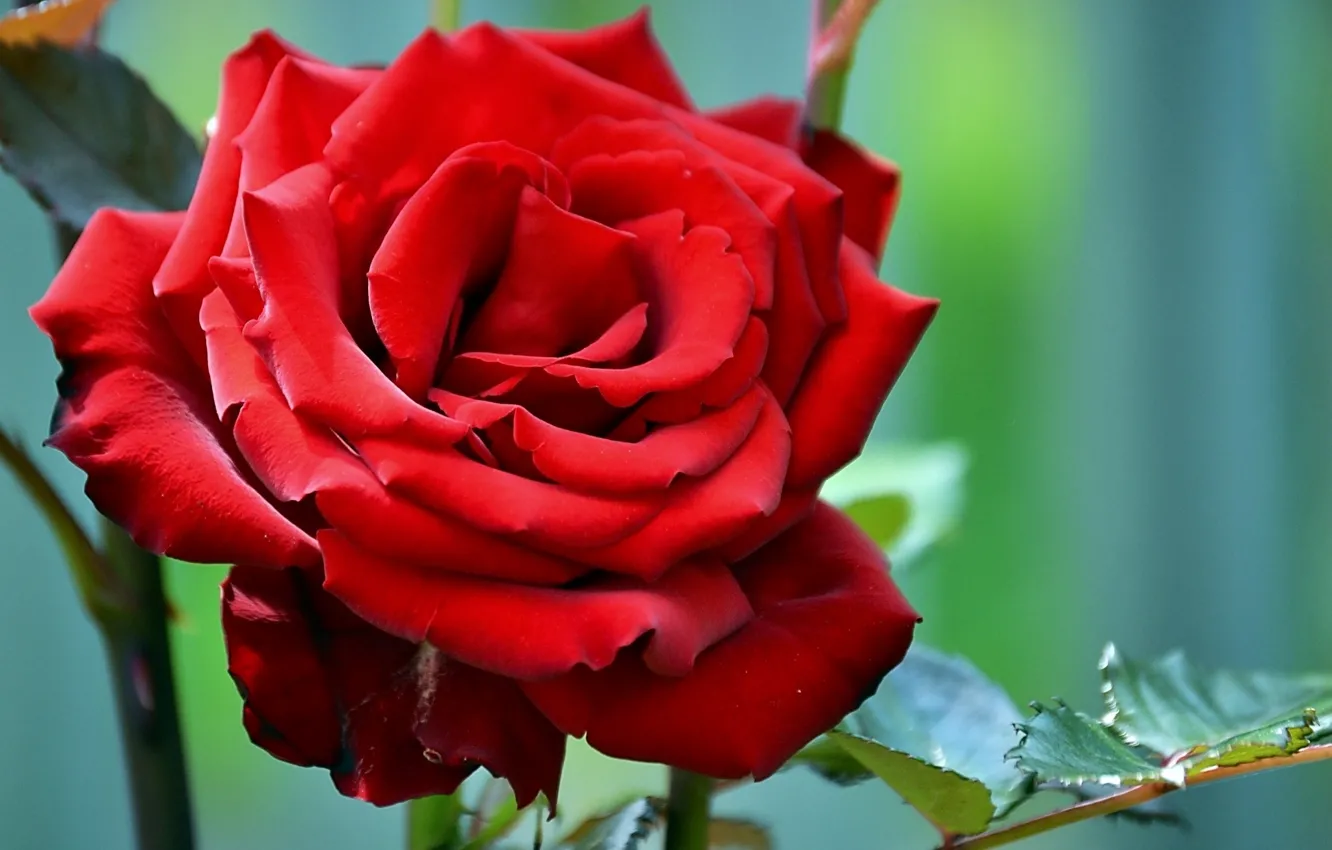 Photo wallpaper roses, blur, scarlet