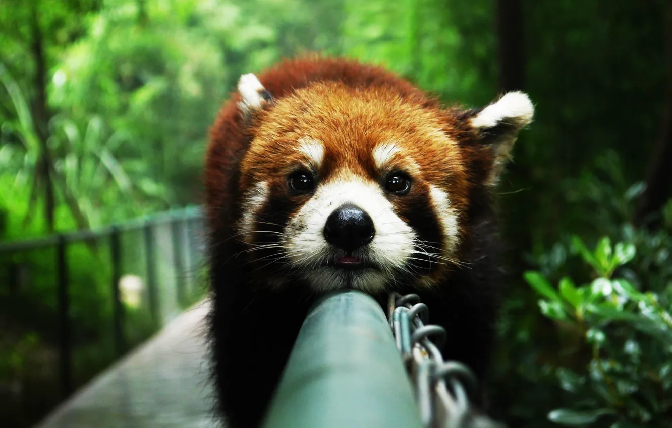 Photo wallpaper animal, red Panda, animals, red panda