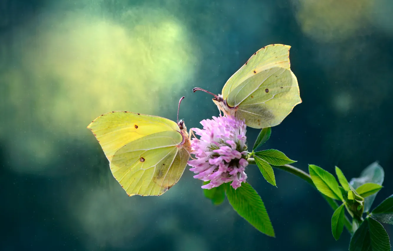 Photo wallpaper flower, nature, Butterfly, clover