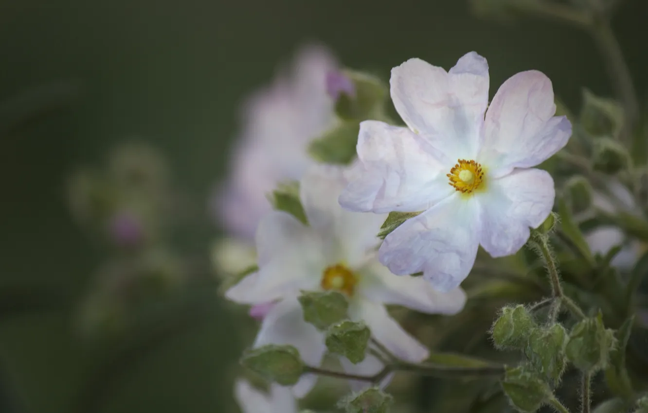 Photo wallpaper greens, white, macro, flowers, nature, light, petals