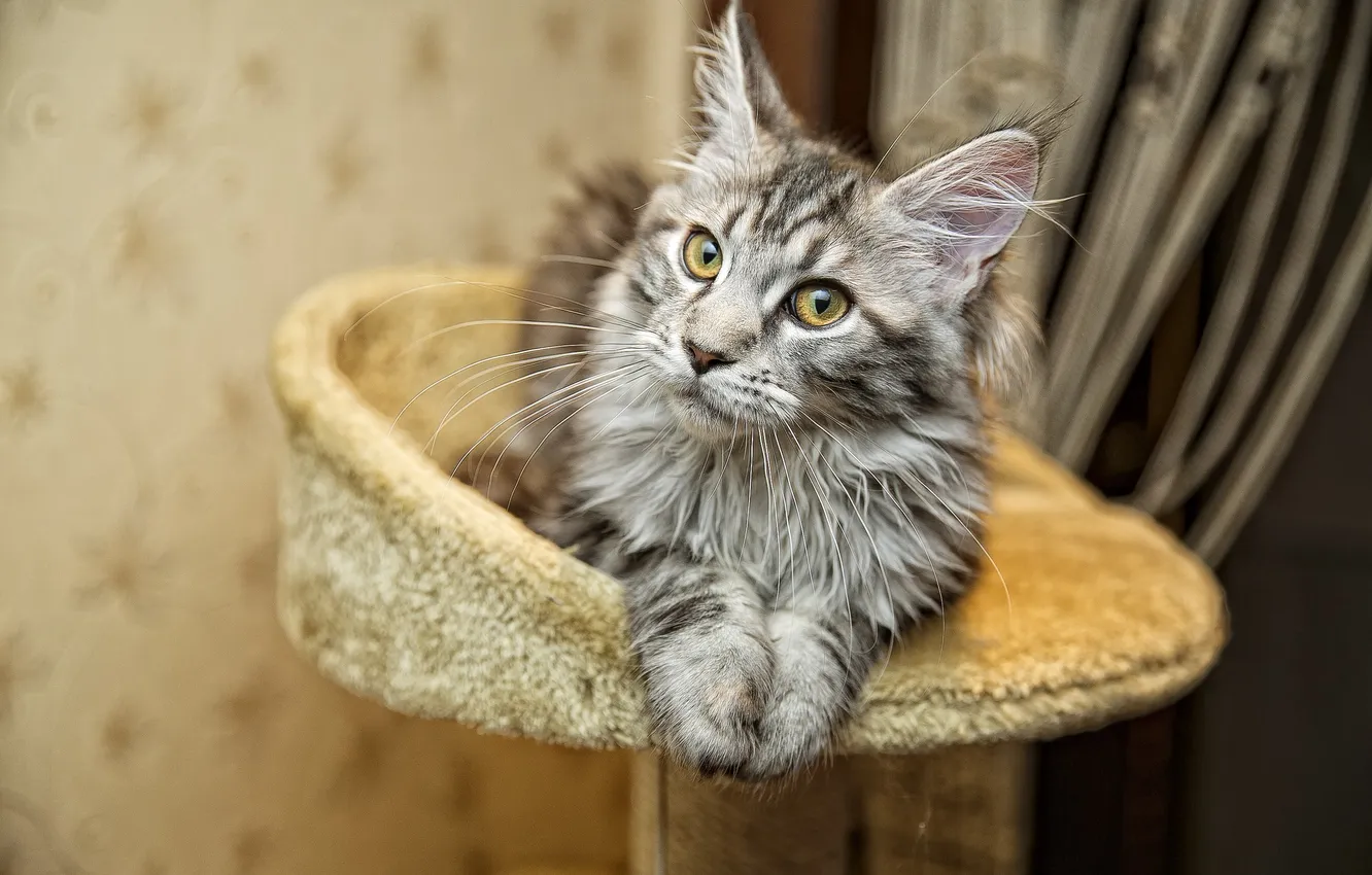 Photo wallpaper cat, photographer, photography, photographer, Eugene APIN, Evgeniy Apin