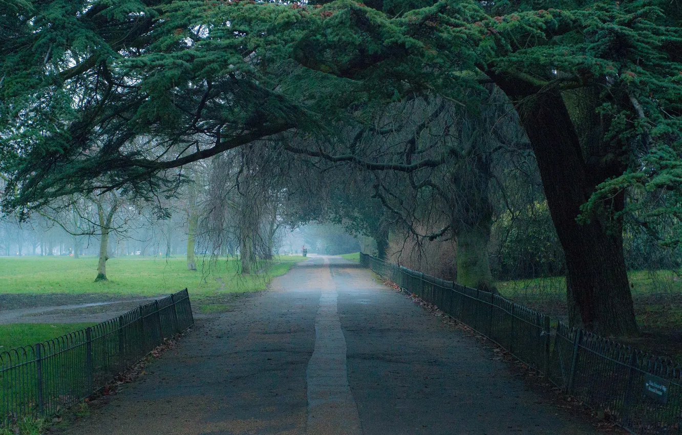 Photo wallpaper road, fog, Park, alley