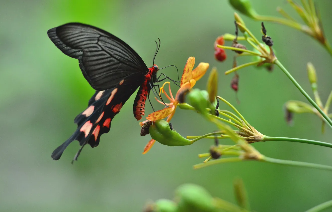 Photo wallpaper flowers, butterfly, plant, wings, insect, moth