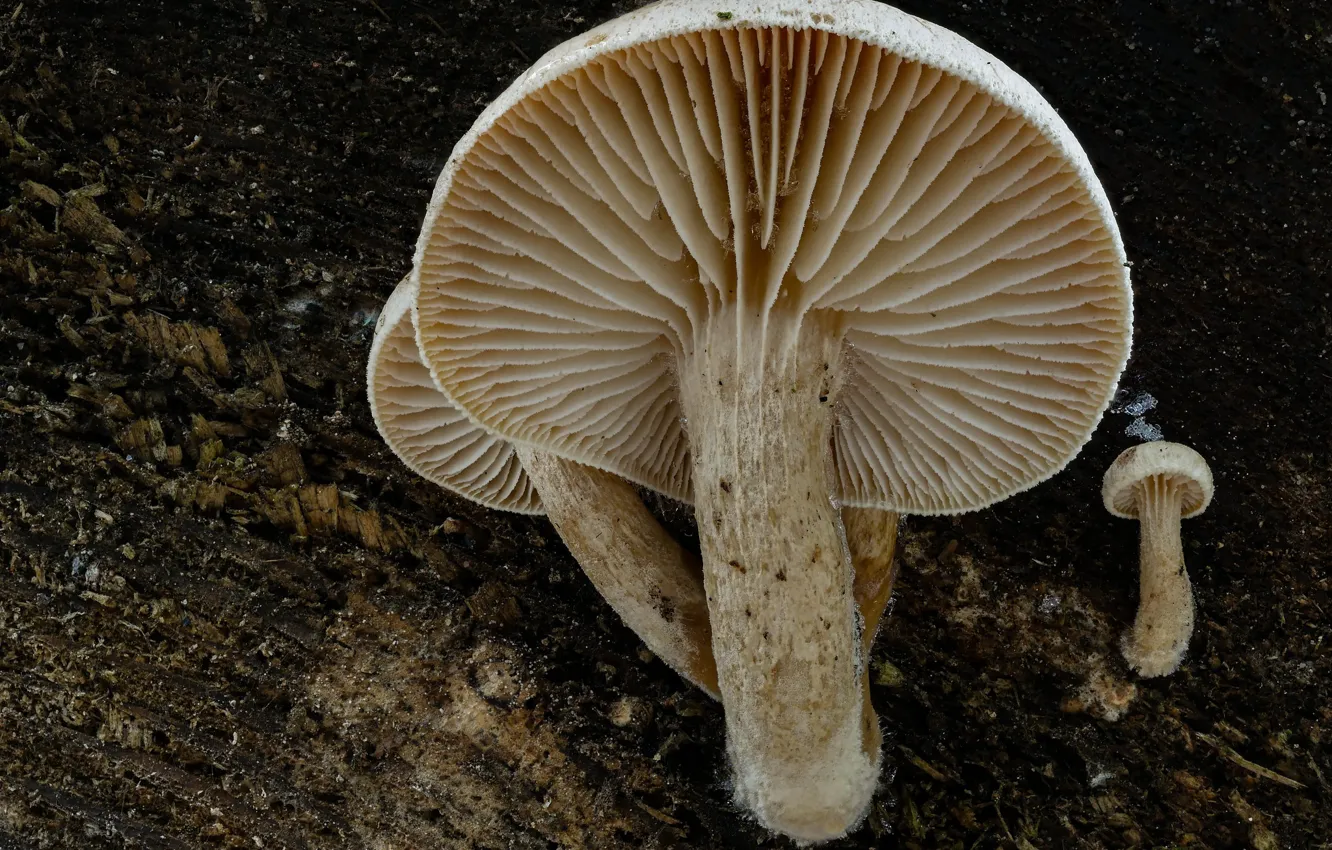 Photo wallpaper autumn, nature, background, mushrooms, stump, Beat Buetikofer