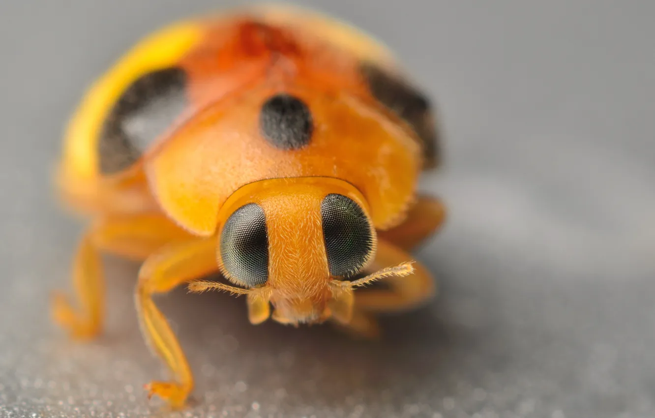 Photo wallpaper eyes, macro, ladybug, antennae