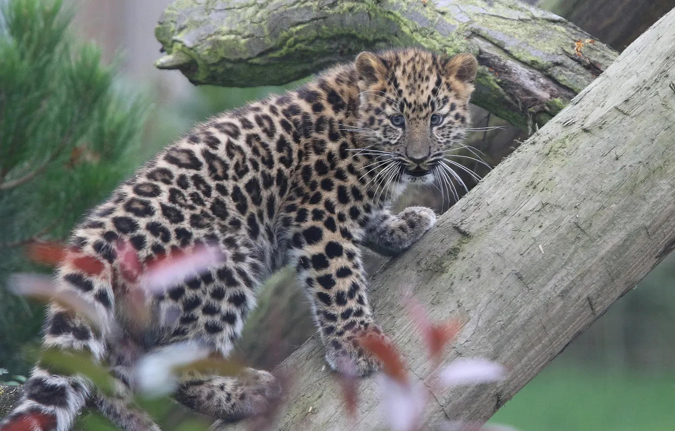 Photo wallpaper leopard, log, cub, kitty, The far Eastern leopard, The Amur leopard