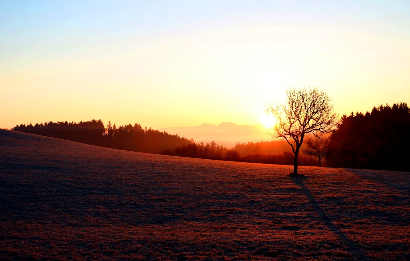 Photo wallpaper field, the sky, the sun, sunset, tree, dawn, shadow, the evening