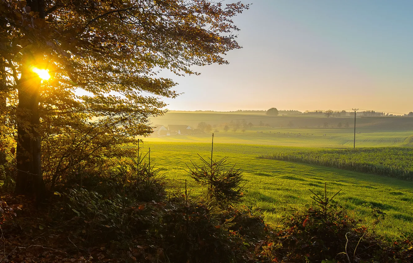 Photo wallpaper greens, field, the sun, trees, branches, morning, Germany, Upper Swabia