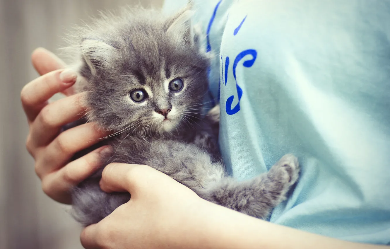 Photo wallpaper cat, look, girl, grey, hands, baby, t-shirt, kitty