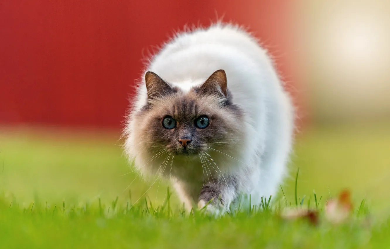 Photo wallpaper cat, cat, look, pose, glade, the fence, muzzle, walk