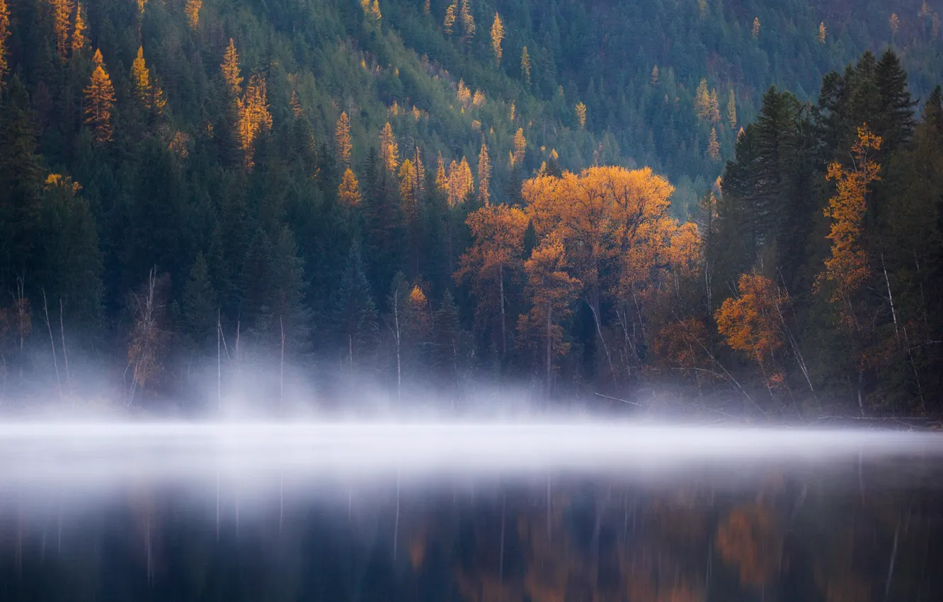 Photo wallpaper forest, water, trees, fog, lake, surface