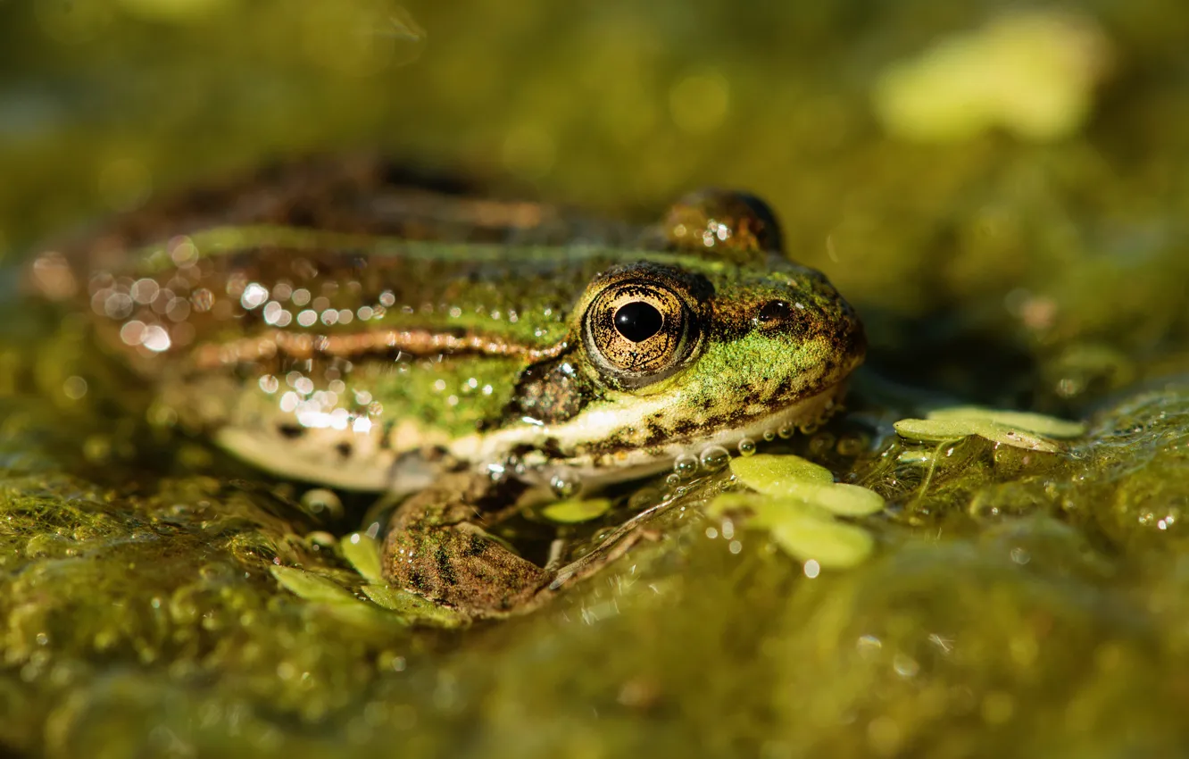 Photo wallpaper greens, water, macro, green, frog, pond, bokeh, duckweed