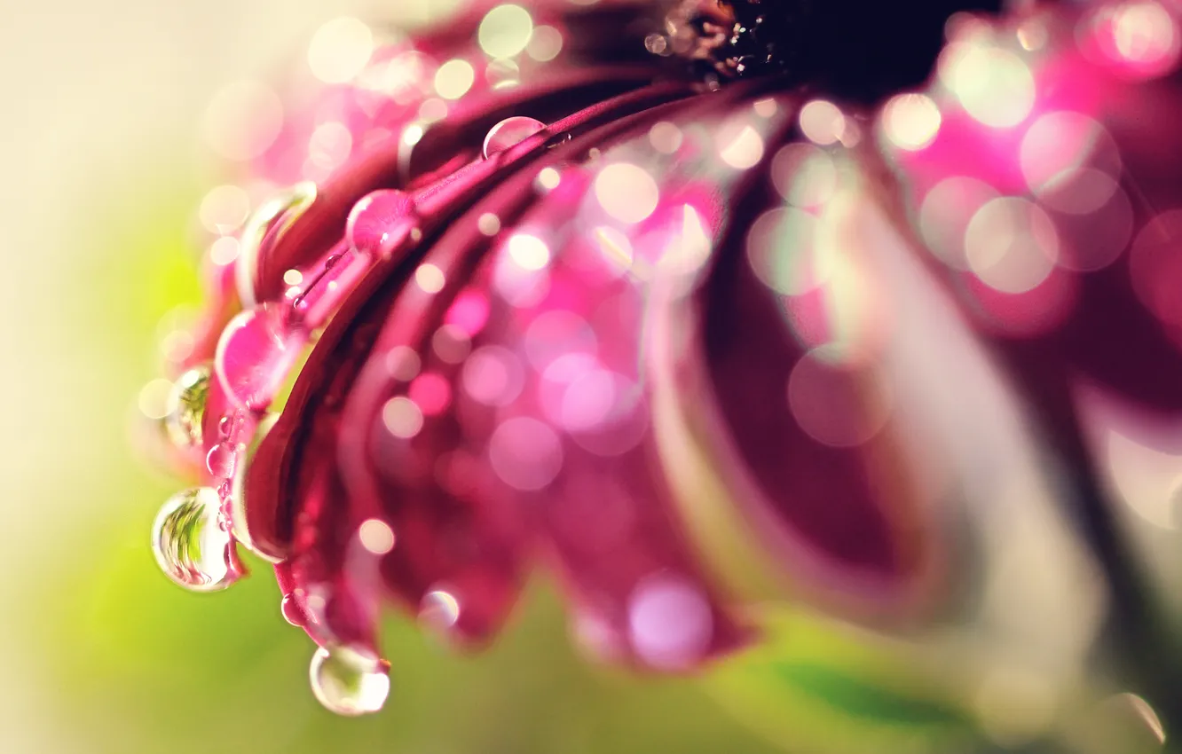 Photo wallpaper flower, drops, macro, glare, bokeh