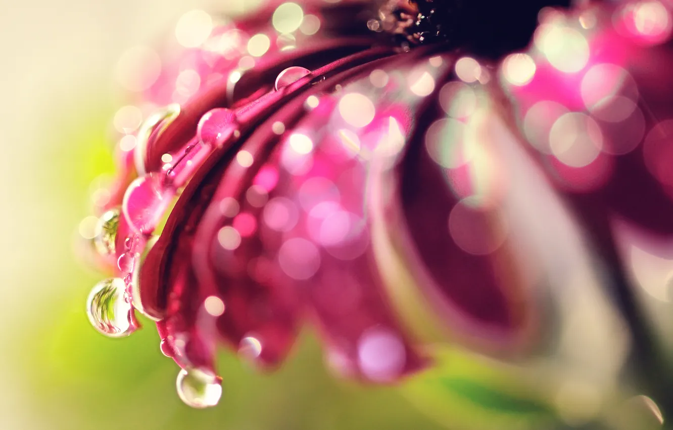 Photo wallpaper drops, macro, flowers, glare, bokeh