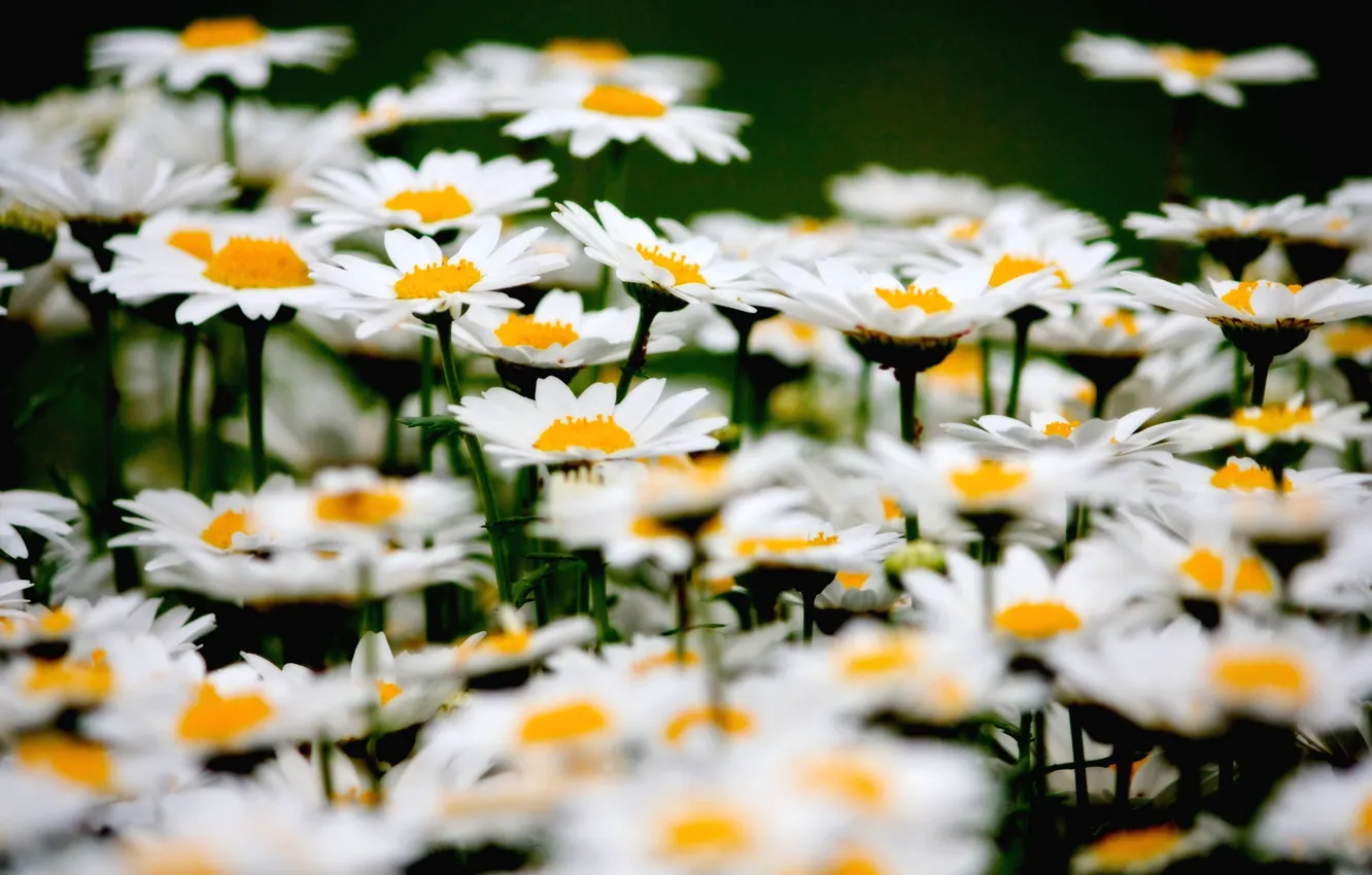 Photo wallpaper field, petals, meadow, perennial Daisy
