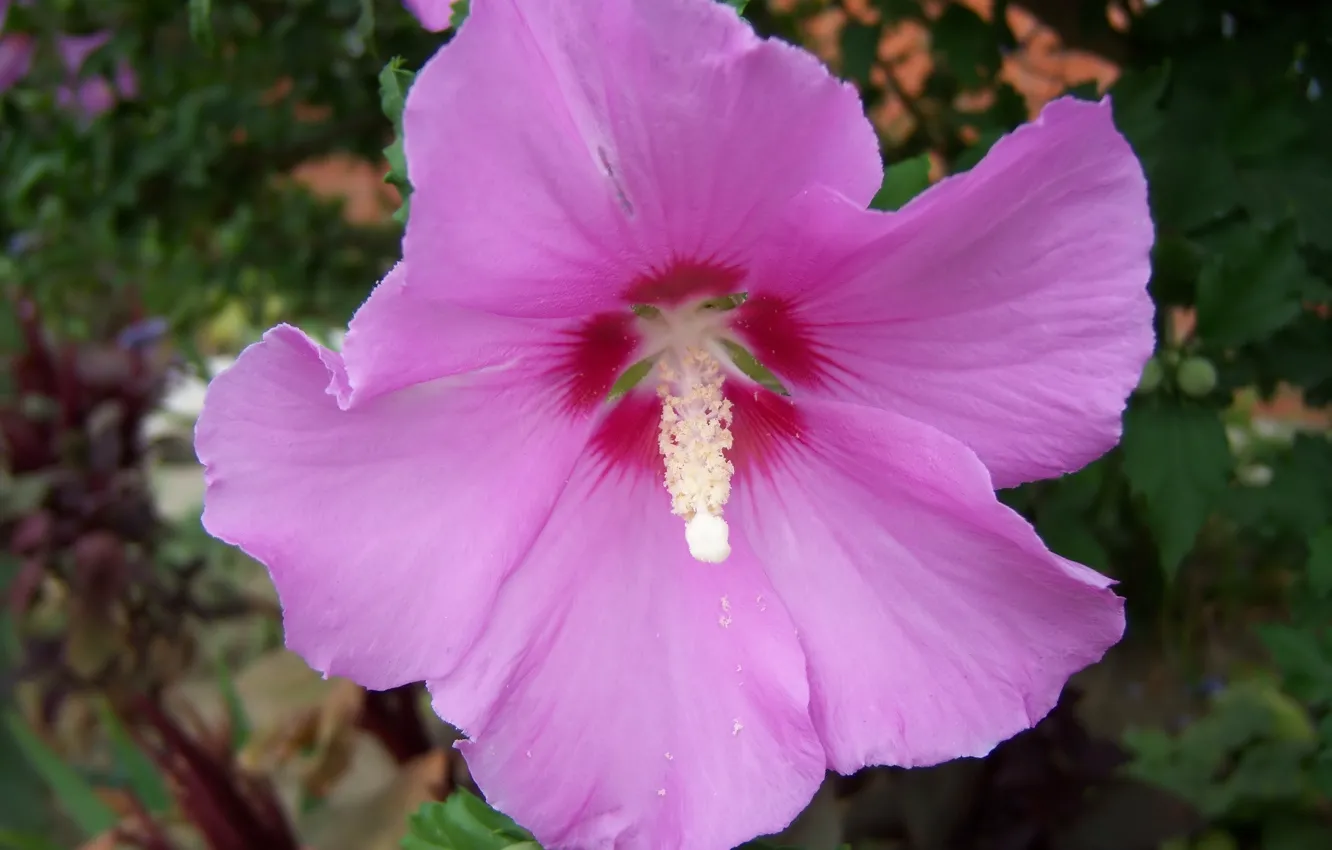 Photo wallpaper flower, pink, one, Meduzanol ©