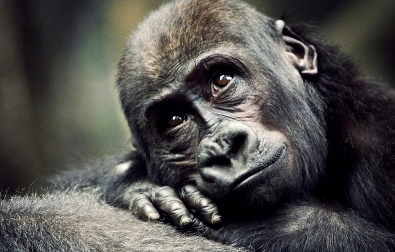 Photo wallpaper monkey, gorilla, cub, the primacy of