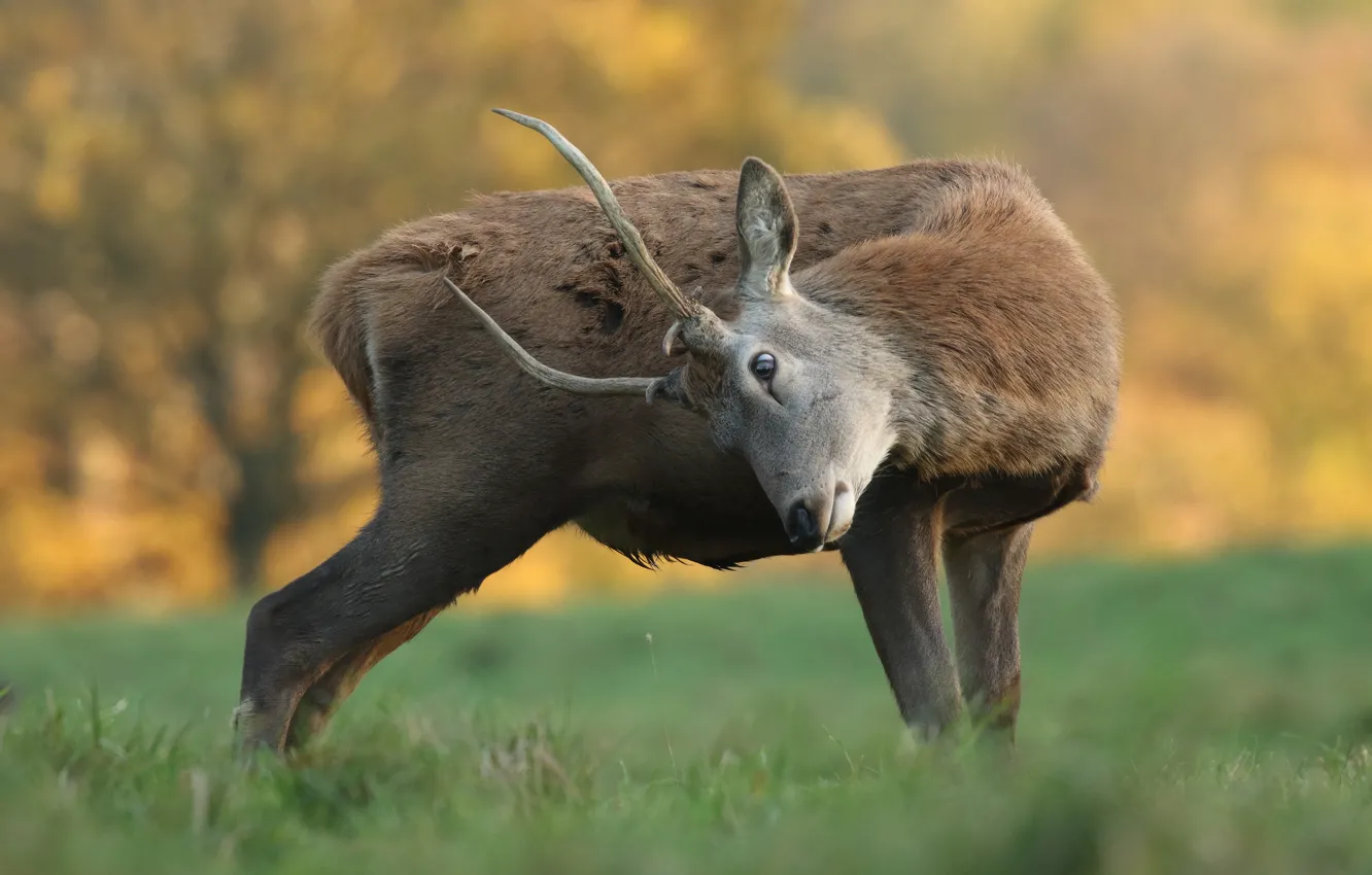 Photo wallpaper nature, pose, deer, fawn