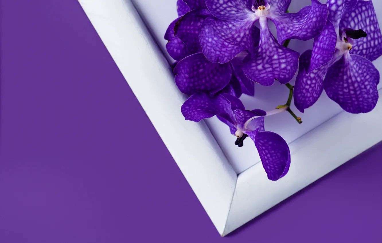 Photo wallpaper flowers, background, frame, Orchid