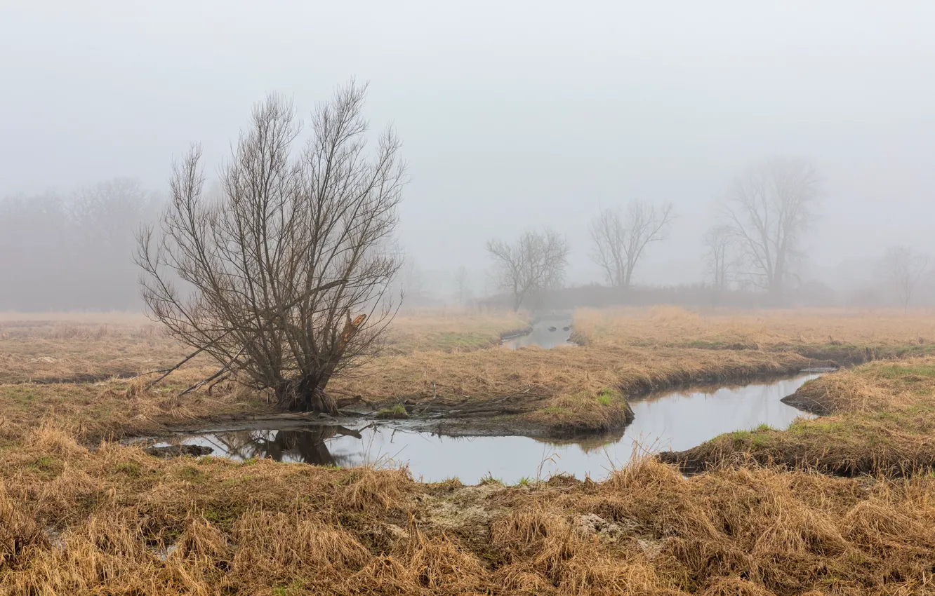Photo wallpaper field, fog, spring