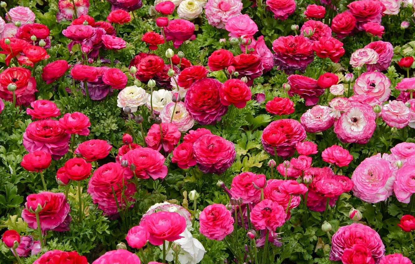 Photo wallpaper pink flowers, Ranunculus, Asian Buttercup