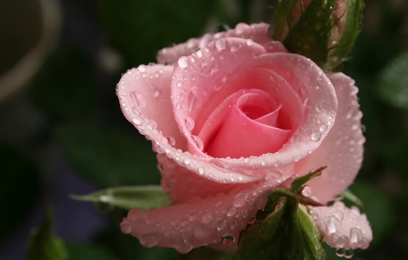 Photo wallpaper drops, macro, roses, pink, buds