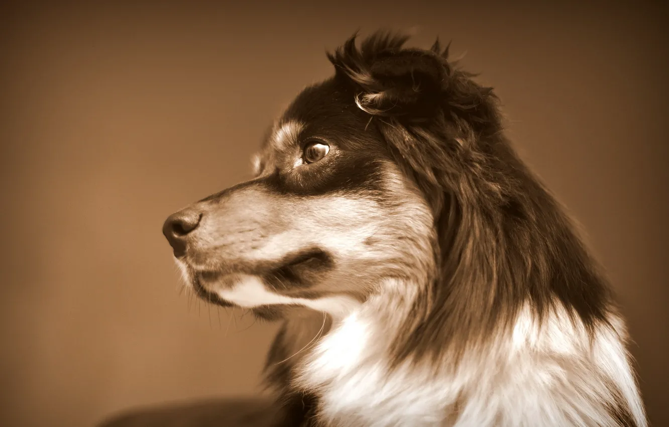 Photo wallpaper background, each, dog