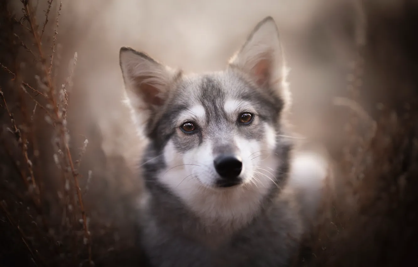 Photo wallpaper look, each, dog