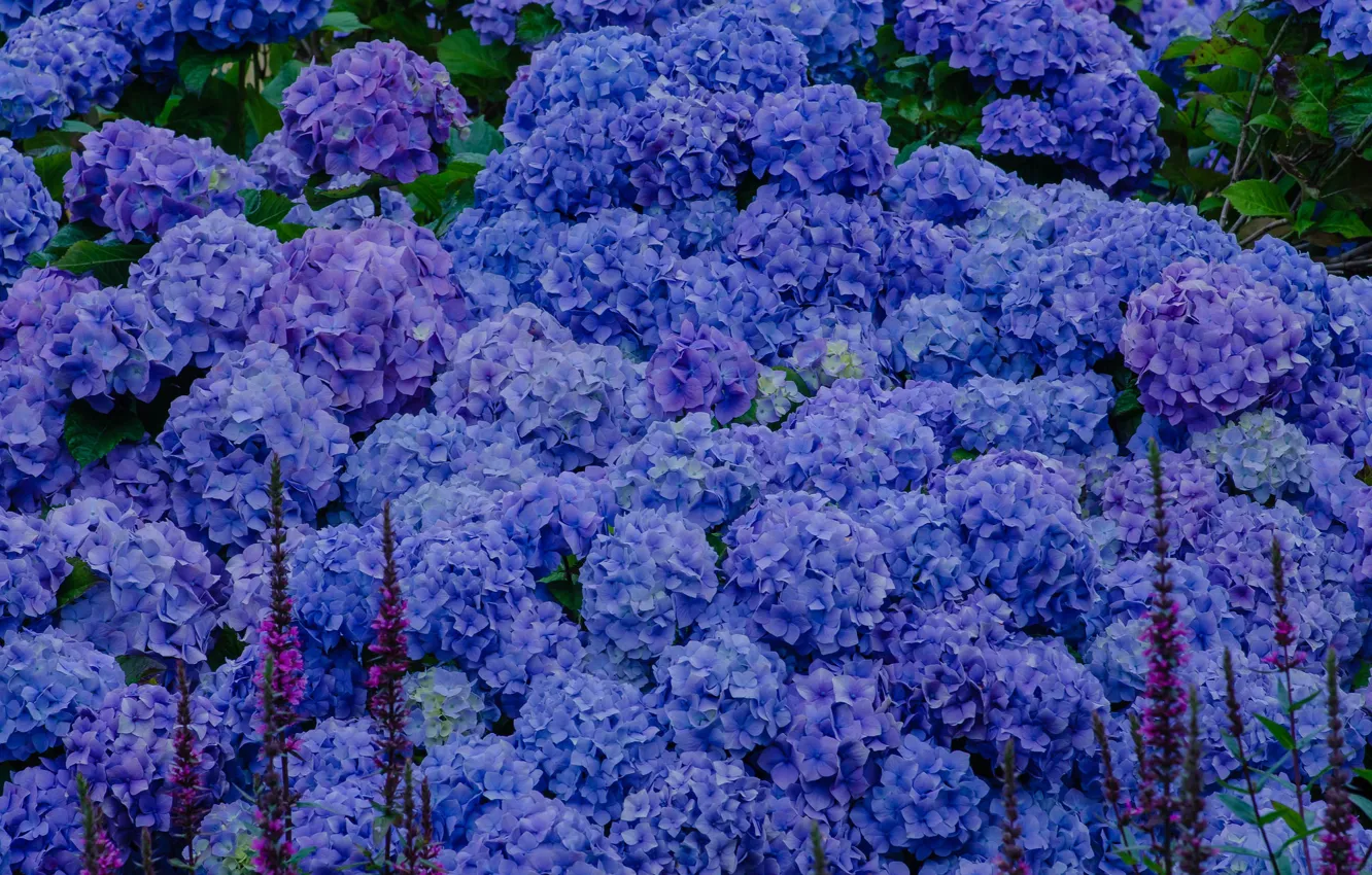 Photo wallpaper flowers, blue, hydrangea