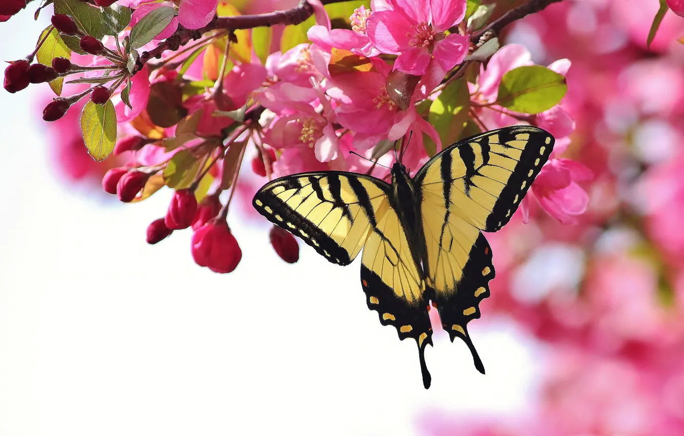 Photo wallpaper flowers, cherry, butterfly, branch, pink, flowering