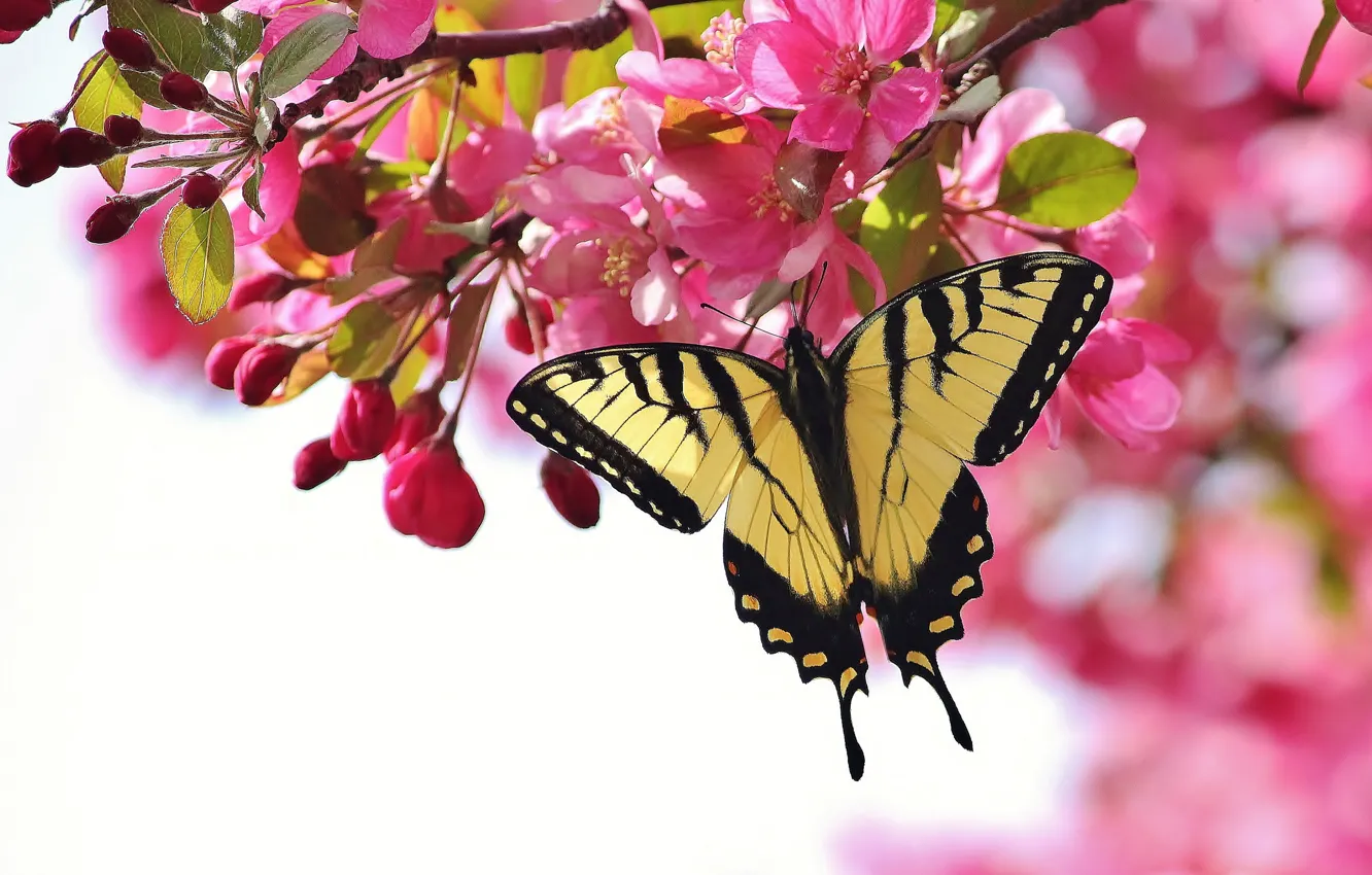 Photo wallpaper flowers, branches, cherry, butterfly, pink, flowering