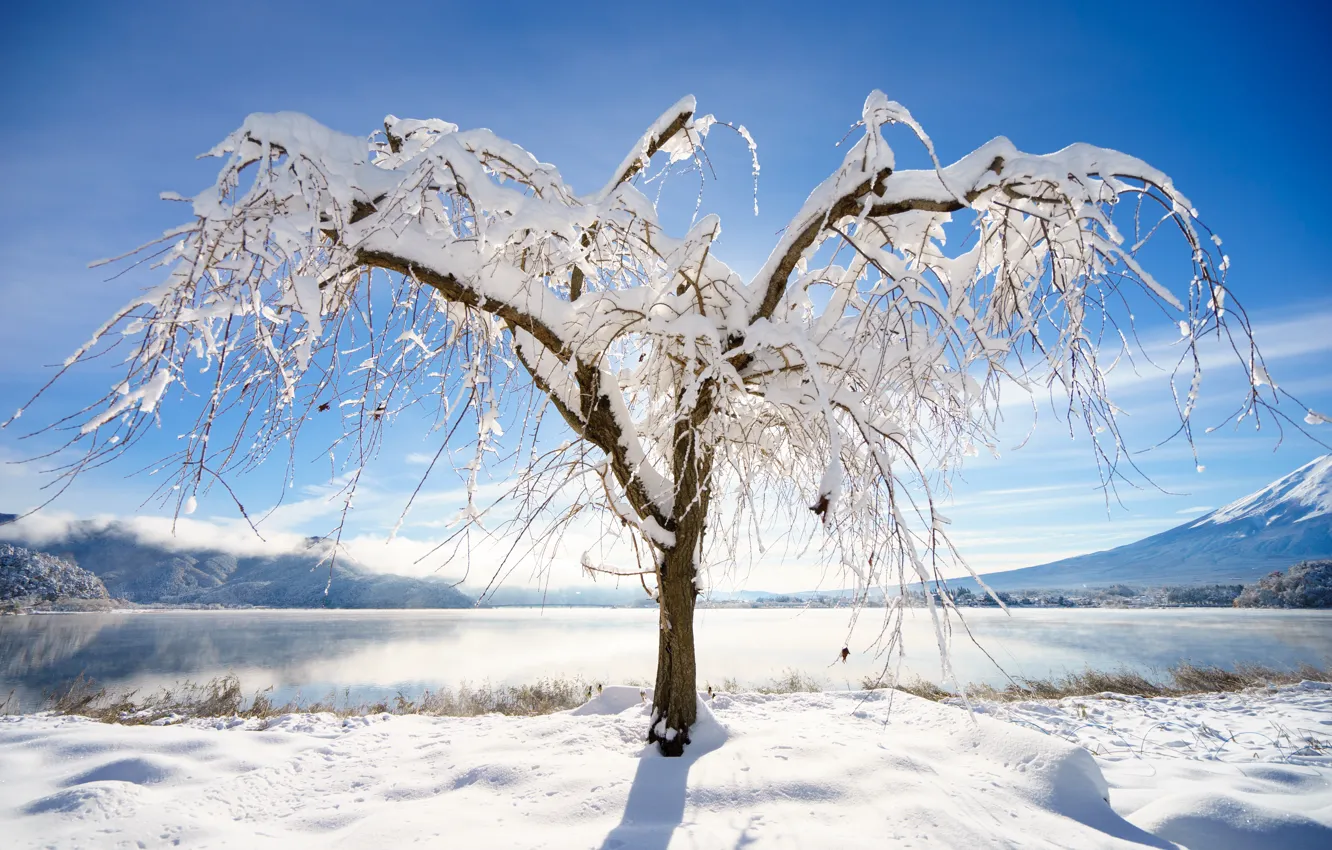 Photo wallpaper winter, snow, trees, landscape, winter, landscape, nature, beautiful