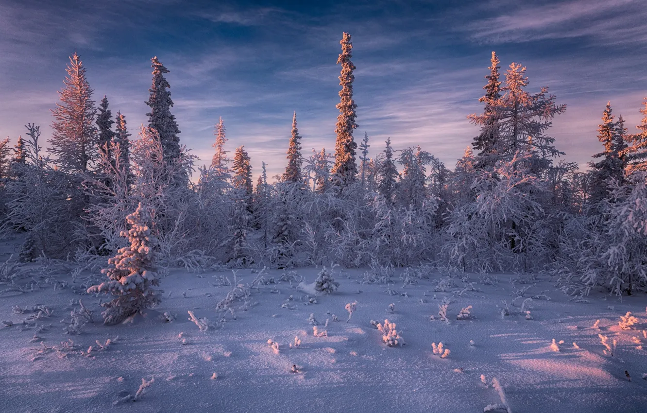 Photo wallpaper winter, snow, trees, the evening