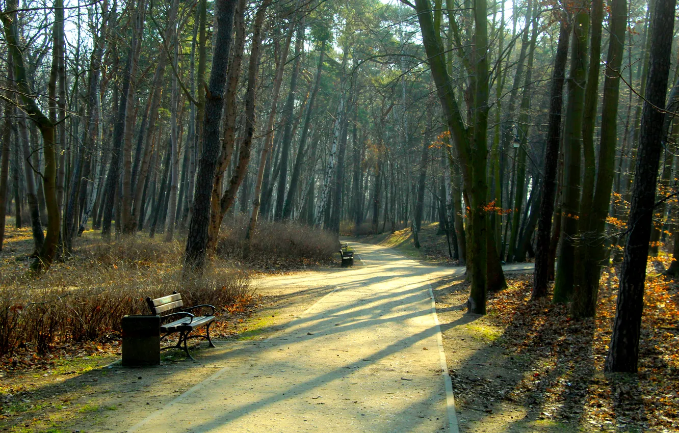 Photo wallpaper trees, park, alley