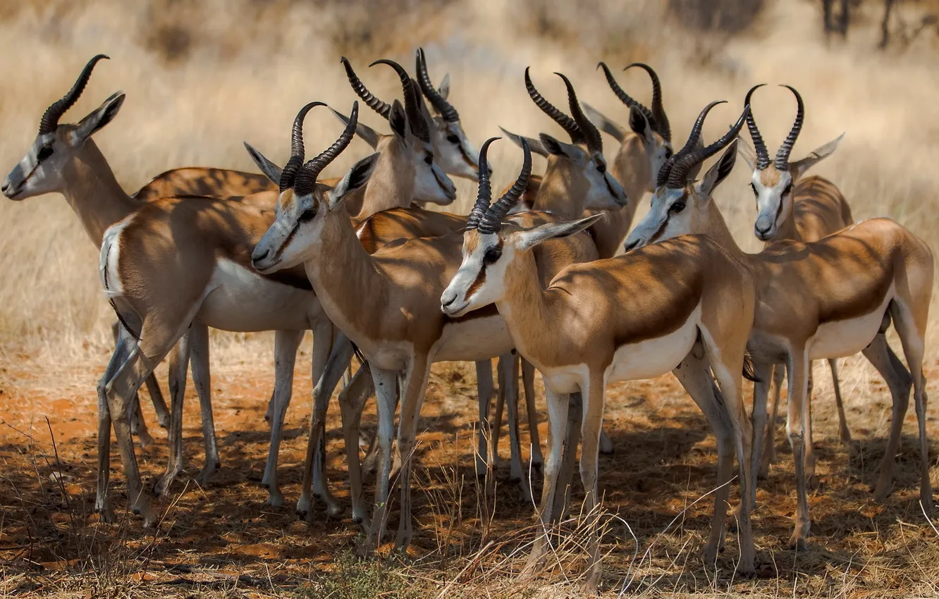 Photo wallpaper nature, Africa, antelope