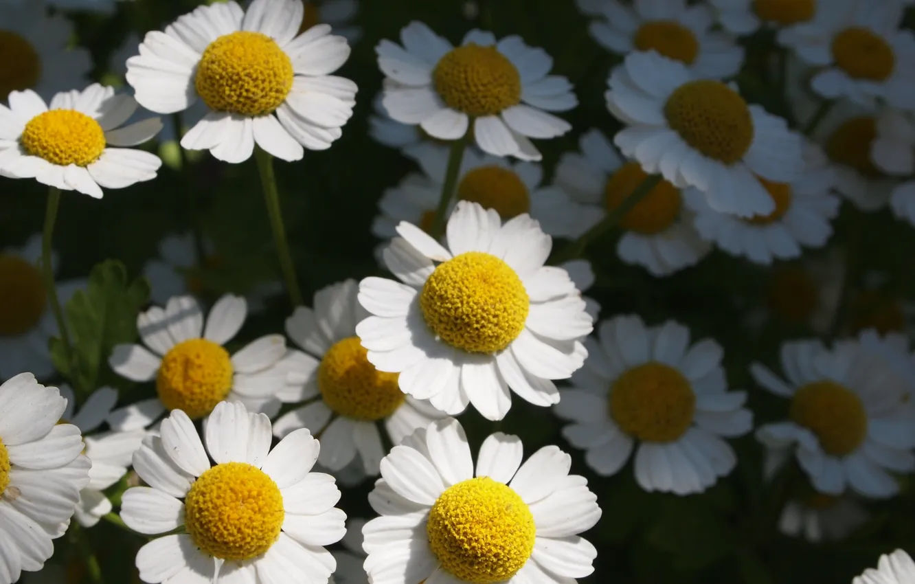 Photo wallpaper flowers, chamomile, Piretrum