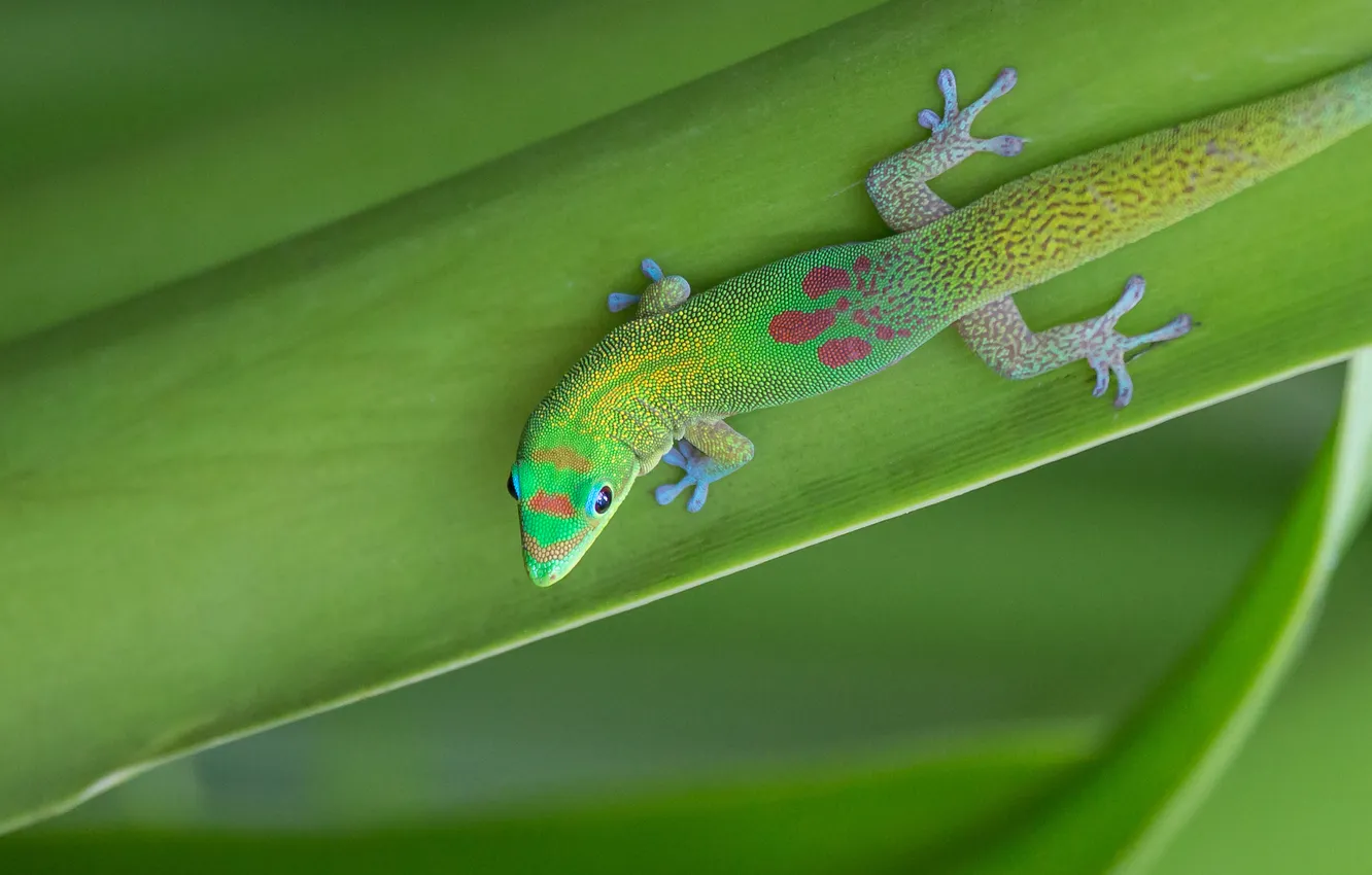 Photo wallpaper sheet, plant, lizard, Gecko