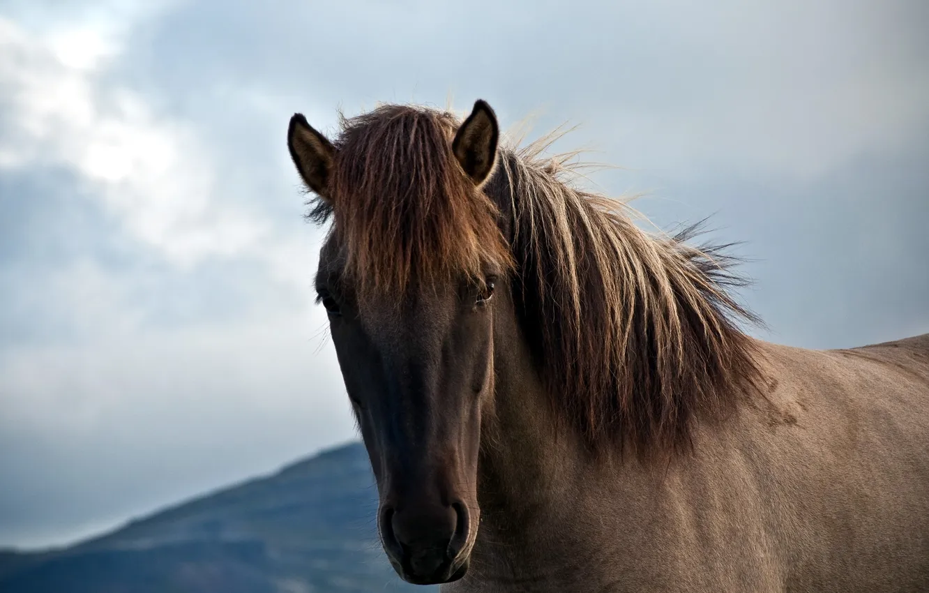 Photo wallpaper the sky, nature, horse