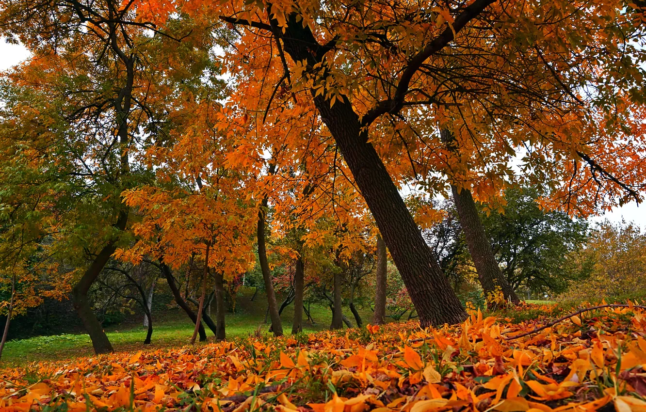 Photo wallpaper road, autumn, forest, leaves, trees, nature, Park, colors