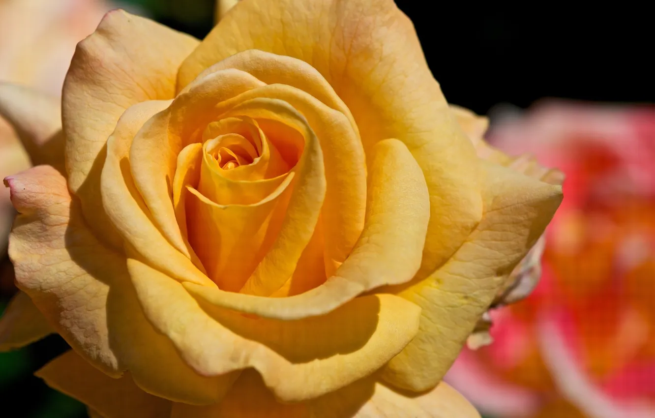 Photo wallpaper macro, flowers, yellow, roses, petals