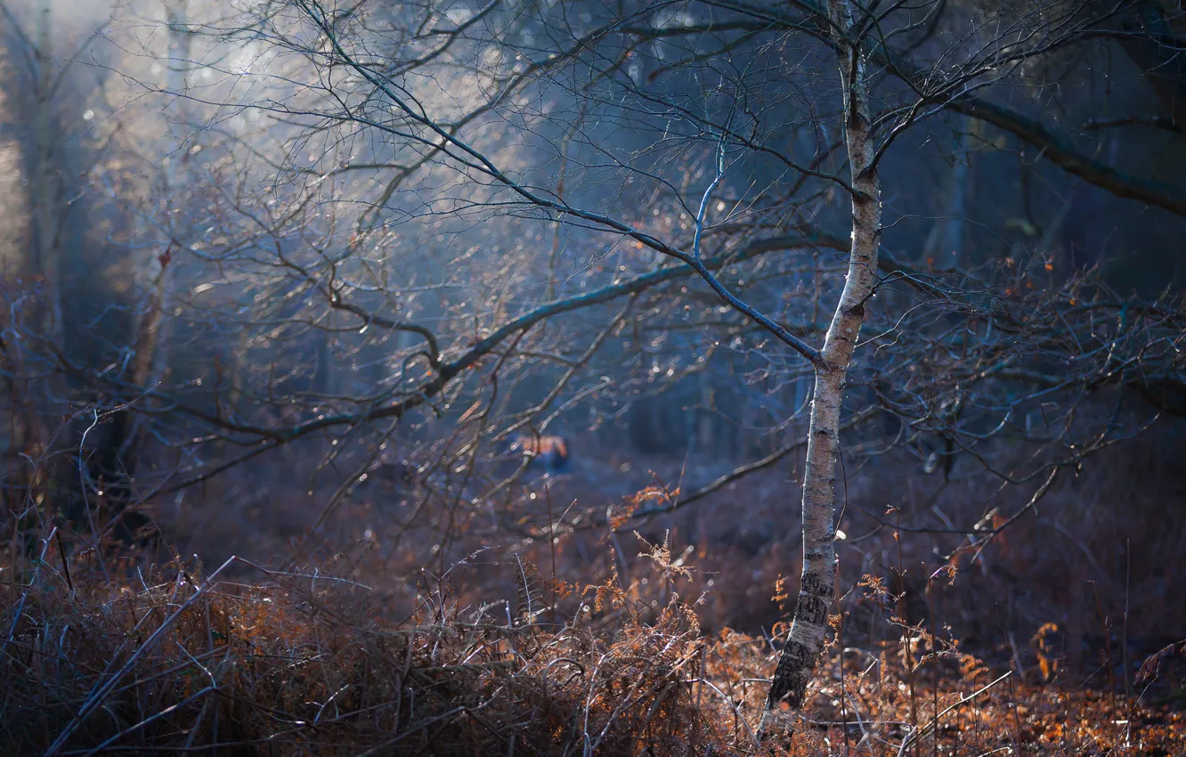Photo wallpaper forest, morning, birch