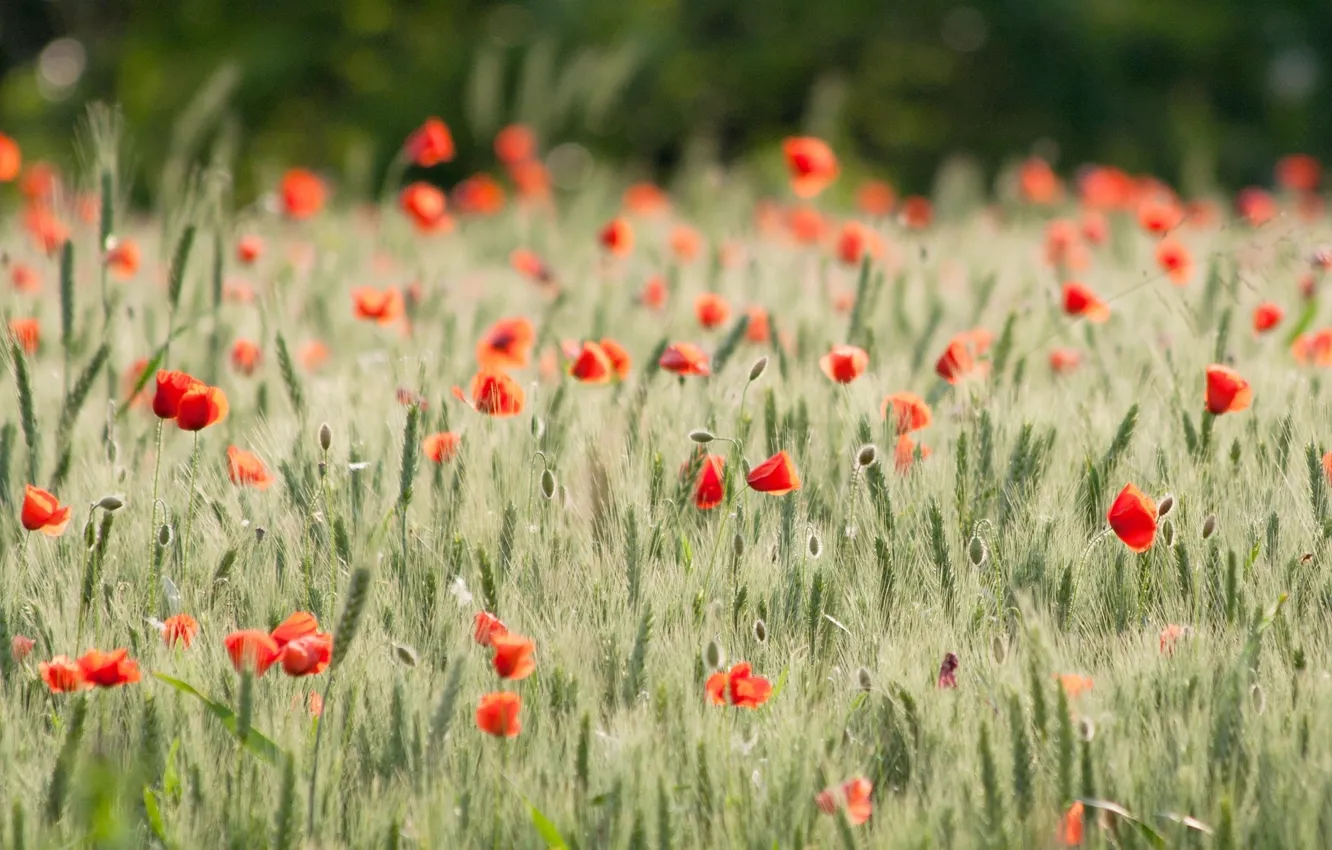 Photo wallpaper wheat, field, flowers, background, widescreen, Wallpaper, Mac, rye