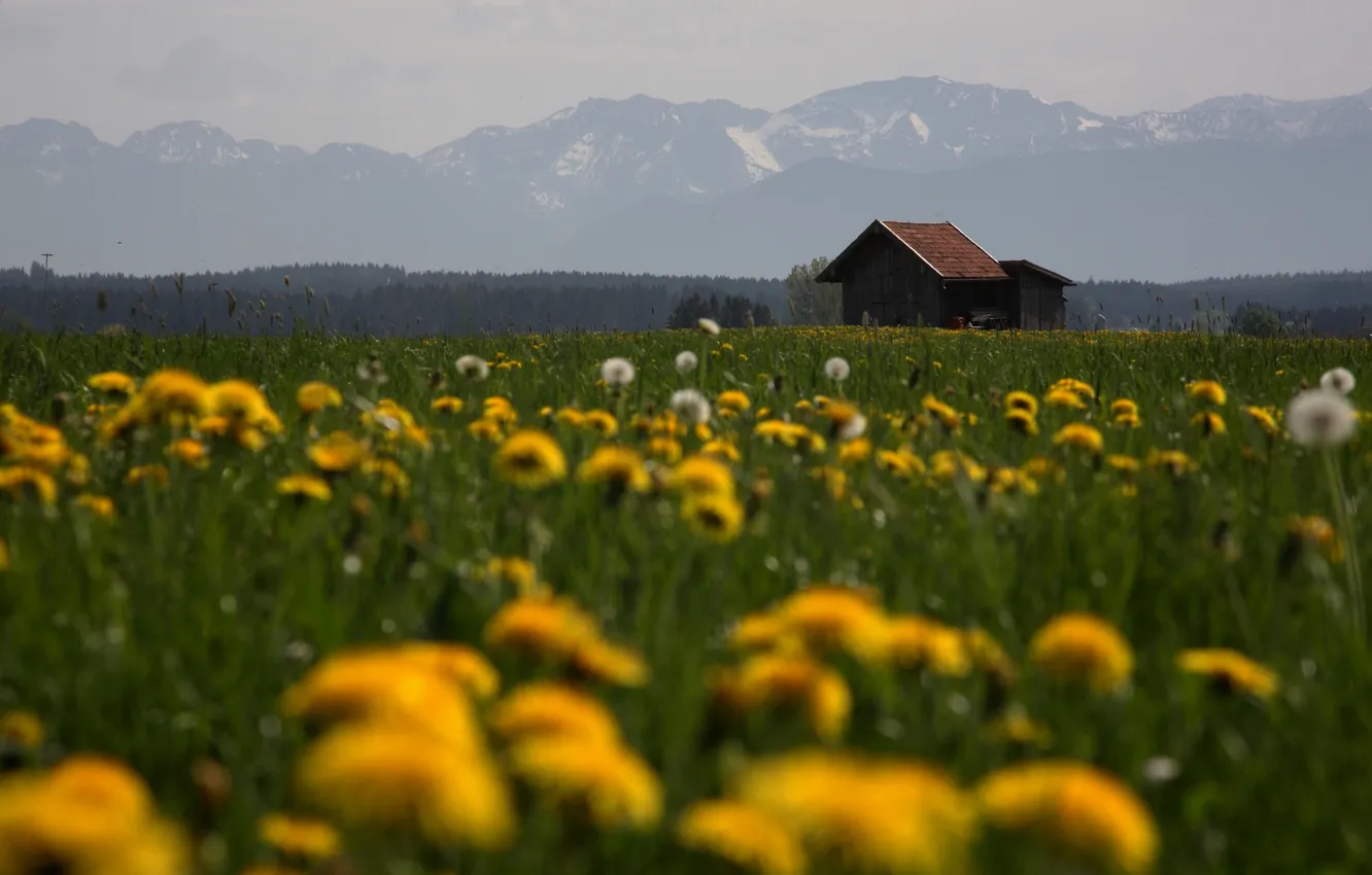 Photo wallpaper field, flowers, house